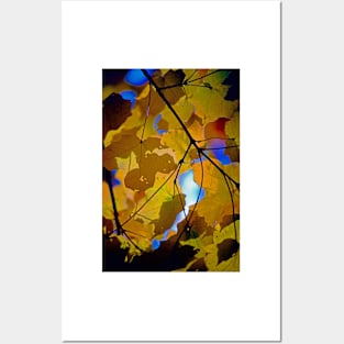 Translucient Maple Leaves Against a Blue Sky Posters and Art